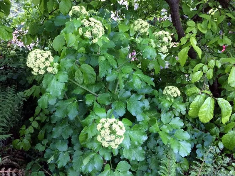 Alexanders