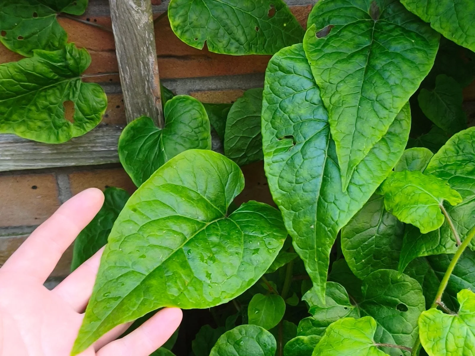 Caucasian Spinach Seeds