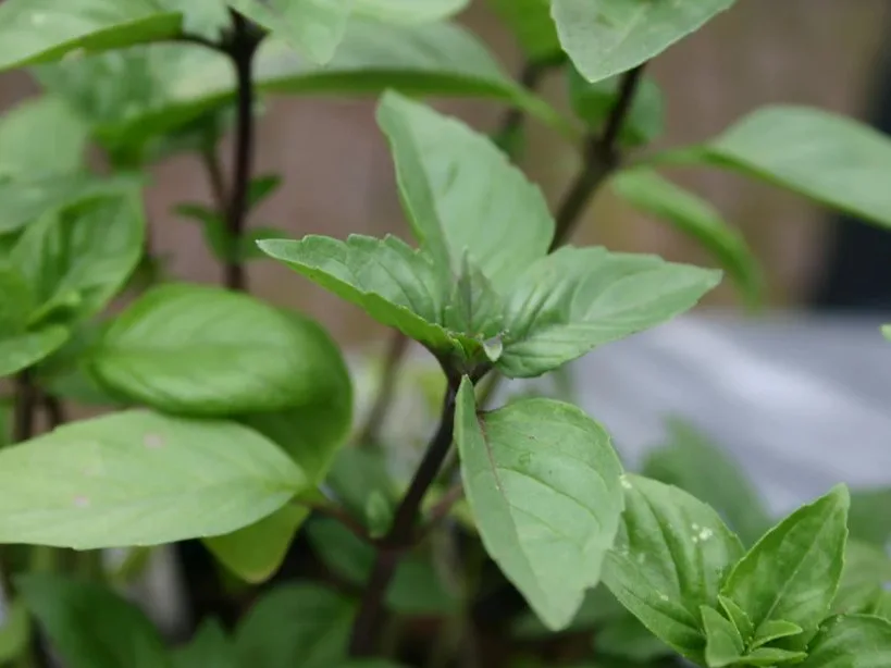 Cinnamon Basil