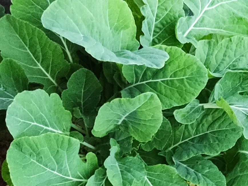 Ewiger Kohl