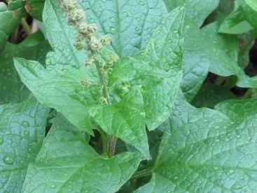 Good King Henry
