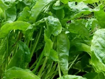 Lemon Sorrel