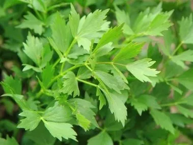 Lovage