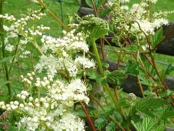 Meadowsweet
