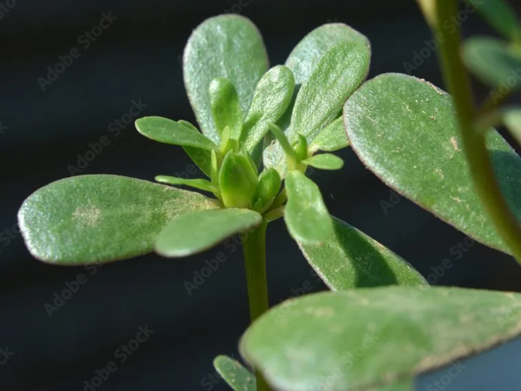 Purslane