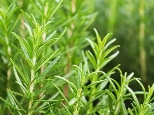 Rosemary