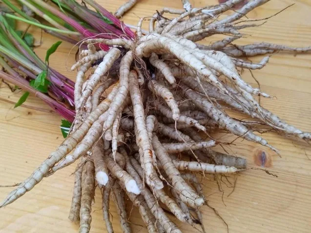 Skirret