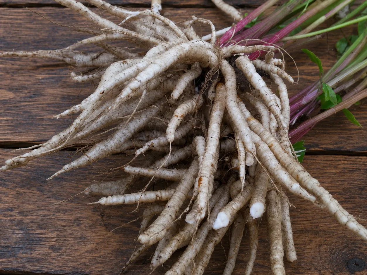 Skirret