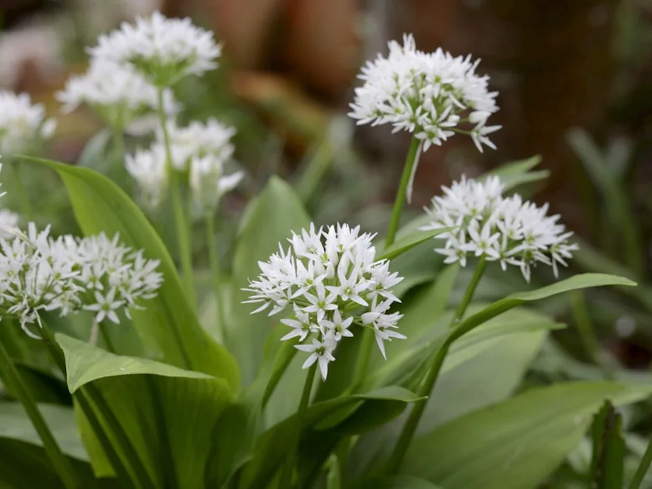 Wild Garlic / Ramsons growing wild